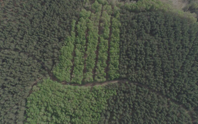 El manejo de la densidad, una herramienta para la gestión forestal del futuro